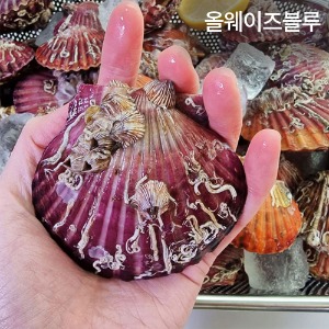 올웨이즈블루 통영 정품 홍가리비 1kg 25미내외(1인분)